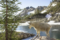 Mountain Goat at Wing Lake. von Danita Delimont