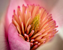 Extreme close-up of flower. by Danita Delimont
