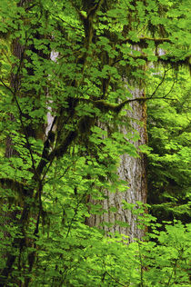 Vine Maple and Douglas Fir, Hoh Rain Forest, Olympic Nationa... by Danita Delimont