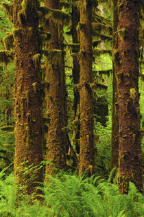 Sitka Spruce and Sword Ferns, Hoh Rain Forest, Olympic Natio... von Danita Delimont