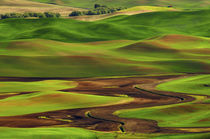 Palouse view from Steptoe Butte of Cultivation Patterns von Danita Delimont