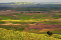 View of Palouse from Steptoe Butte of Cultivation Patterns, ... by Danita Delimont