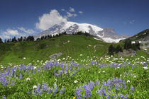 Snow-covered, Mount Rainier, from Paradise, Mount Rainier Na... von Danita Delimont