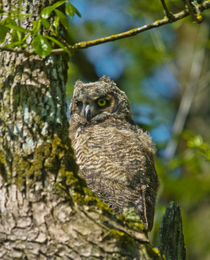 Juvenile Great Horned Owl, Ridgefield National Wildlife Refu... von Danita Delimont