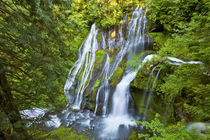 Panther Creek Falls, Gifford-Pinchot National Forest, Carson... by Danita Delimont