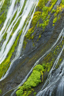Detail, Panther Creek Falls, Carson, Washington, USA von Danita Delimont