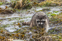 Foraging Raccoon at Low Tide in Tide Pools, Crescent Beach Washington by Danita Delimont