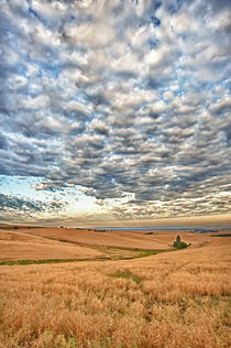 Walla Walla wheatfield von Danita Delimont