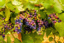 Pinot grapes by Danita Delimont