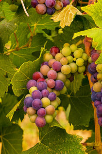 Pinot grapes by Danita Delimont