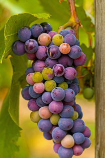 The Okanogan Wine Valley von Danita Delimont