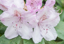 Washington State, Bellevue, Rhododendron by Danita Delimont