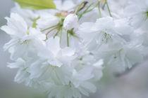 Cherry Blossoms by Danita Delimont