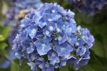 Blue blooming hydrangea flowers, Renton, Washington State, USA. by Danita Delimont