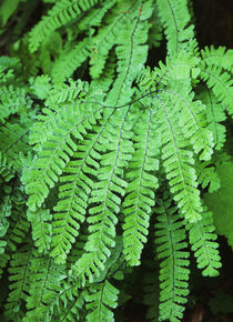 USA, Washington State, Dew covered fern at Mt by Danita Delimont