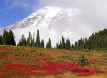 USA, Washington State, Mt Rainier National Park, Snowcapped ... von Danita Delimont