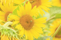 Large field of sunflowers near Moses Lake, Washington State, USA von Danita Delimont