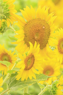 Large field of sunflowers near Moses Lake, Washington State, USA by Danita Delimont