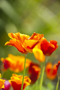 Poppies in Full Bloom by Danita Delimont