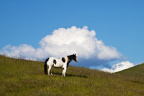 Horse on the hill side by Danita Delimont