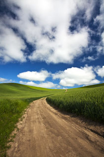 Back Country Road Through Spring Wheat Field by Danita Delimont