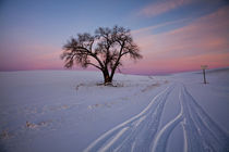 Sunset Bathed Lone Tree in Snow covered Winter Field by Danita Delimont