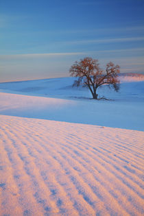 Sunset Bathed Lone Tree in Snow covered Winter Field von Danita Delimont