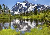 Picture Lake Evergreens Mount Shuksan Washington USA by Danita Delimont