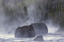 Boulders in early morning mist, Gibbon River, Yellowstone Na... by Danita Delimont