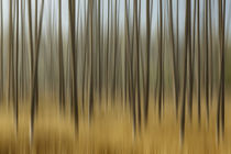 Blurred motion treatment of fallen ghost trees, Yellowstone ... by Danita Delimont