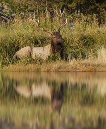 Bull Elk along Madison River, Yellowstone National Park, Wyoming. von Danita Delimont