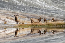 Bull Elk and herd of females and reflection, Canary Spring, ... by Danita Delimont