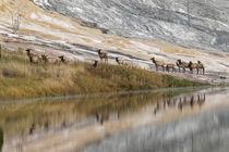 Herd of Elk and reflection, Canary Spring, Yellowstone Natio... von Danita Delimont