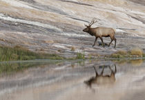 Bull Elk reflecting on pond at base of Canary Spring, Yellow... von Danita Delimont