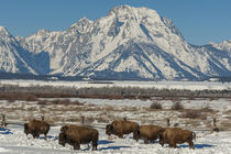 USA, Wyoming, Grand Teton National Park by Danita Delimont