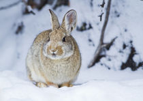 Wyoming, Sublette County, Nuttall's Cottontail Rabbit in snow. by Danita Delimont