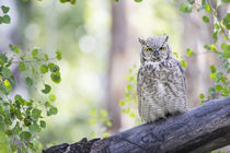 Wyoming, Sublette County, Great Horned Owl roosting on log. von Danita Delimont