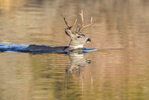 Wyoming, Sublette County, Mule deer buck swimming lake to mi... by Danita Delimont