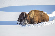 Wyoming, Yellowstone National Park, Bison Cow breaking trail... von Danita Delimont
