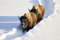 Wyoming, Yellowstone National Park, Bison Cows walking down ... von Danita Delimont
