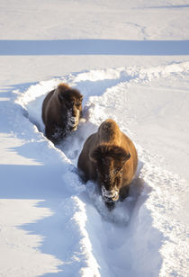 Wyoming, Yellowstone National Park, Bison Cow and calf walki... von Danita Delimont