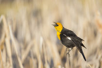 Yellow-headed Blackbird calling by Danita Delimont