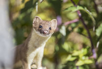 Long-tailed Weasel by Danita Delimont