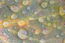 Aspen Leaf with frozen raindrops by Danita Delimont