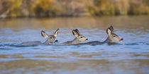 Mule Deer Does and fawn swimming by Danita Delimont