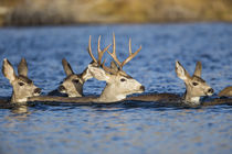 Mule Deer Swimming Lake by Danita Delimont