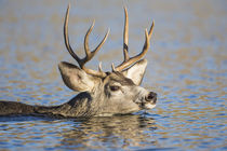 Mule Deer buck swimming by Danita Delimont
