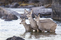 Mule Deer standing in river von Danita Delimont