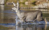 Mule Deer Doe crossing river by Danita Delimont