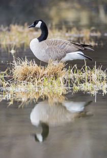 Canada Goose with reflection by Danita Delimont